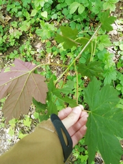 Acer pseudoplatanus