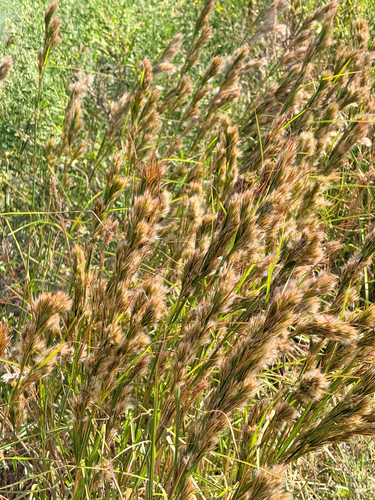 Andropogon glomeratus observed 2026-10-24
