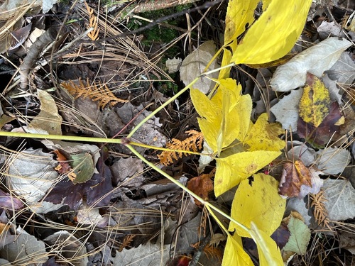 Aralia nudicaulis observed 2026-10-24