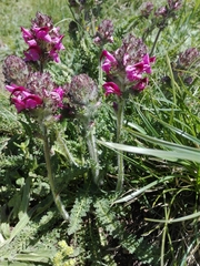Pedicularis cenisia