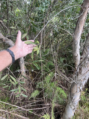 Melaleuca quinquenervia observed 2026-10-24