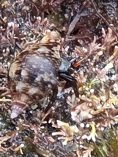 Clibanarius aequabilis observed 2026-10-24
