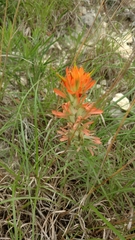 Castilleja lindheimeri