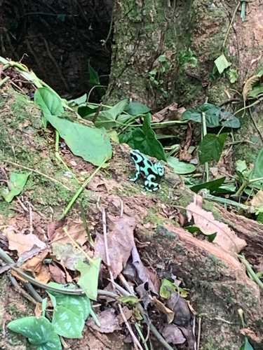 Dendrobates auratus observed 2026-10-24