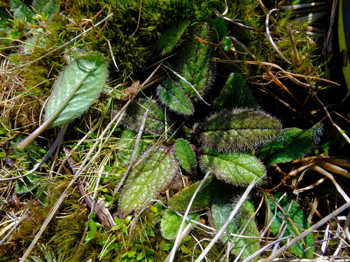 Brachyglottis bellidioides observed 2026-10-20