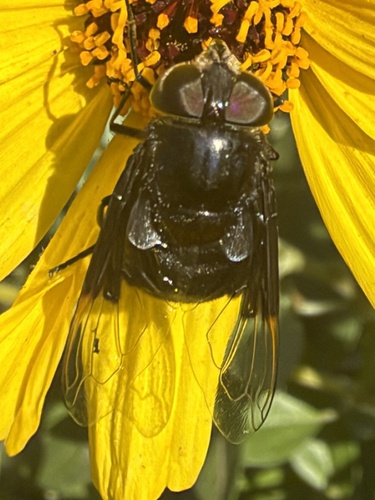 Mexican Cactus Fly