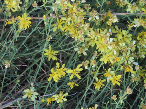 Gutierrezia sarothrae observed 2026-10-24