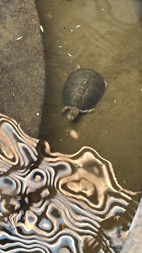 Serrated Hinged Terrapin