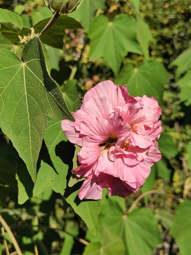 Hibiscus mutabilis observed 2026-10-24