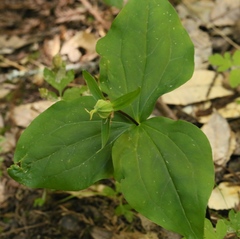 Trillium ovatum ovatum