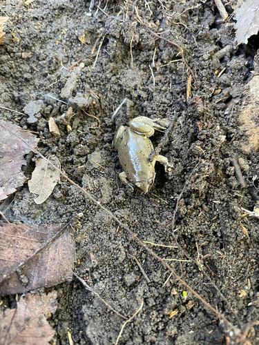 Western Narrow-mouthed Toad