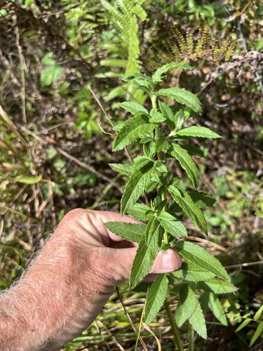 Teucrium canadense, 2026-10-24