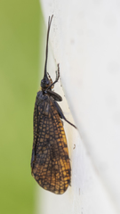 Oligostomis ocelligera