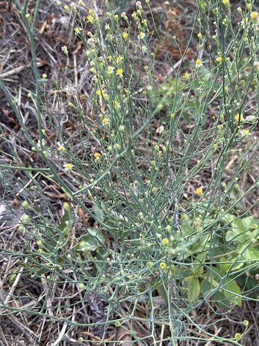 Spiny Chloracantha