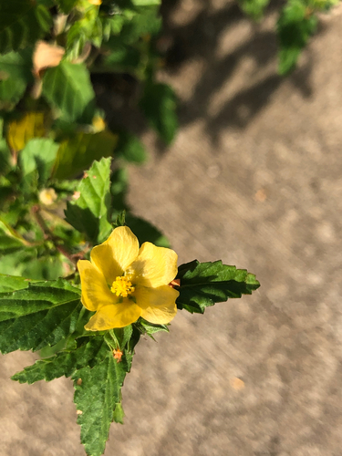 Malvastrum coromandelianum observed 2026-10-24