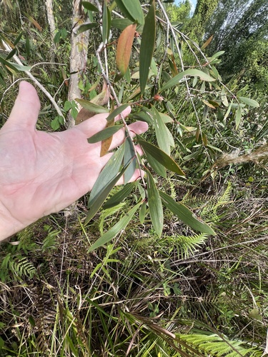 Melaleuca quinquenervia observed 2026-10-24