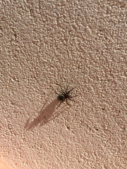 Pardosa