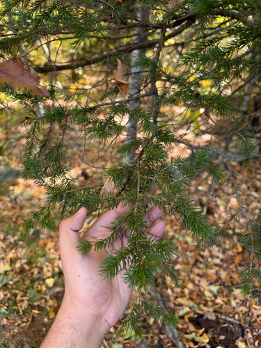 Picea rubens observed 2026-10-24