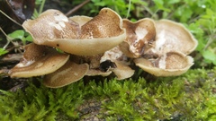 Lentinus longiporus