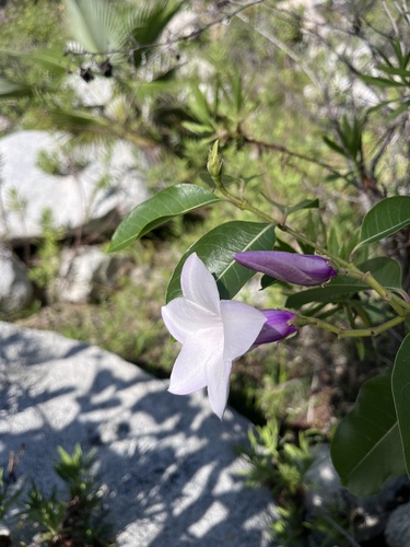Cryptostegia grandiflora observed 2026-10-24