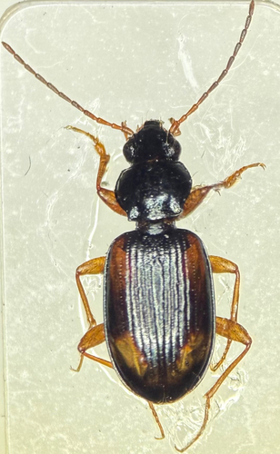 Seine Riverbank Ground Beetle