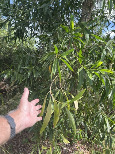 Acacia auriculiformis observed 2026-10-24