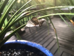 Cicinnus melsheimeri