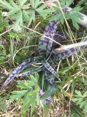 Dactylorhiza maculata