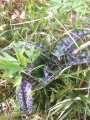 Dactylorhiza maculata