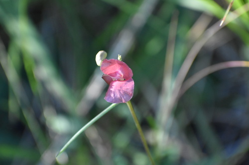 Macroptilium lathyroides observed 2026-10-24