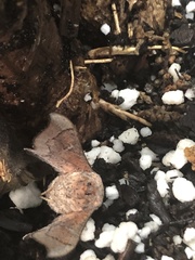 Cicinnus melsheimeri