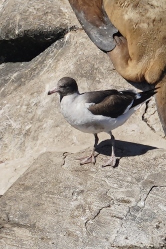 Leucophaeus scoresbii, 2026-10-24
