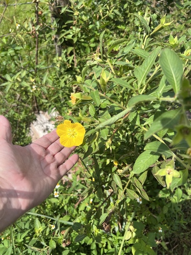 Ludwigia peruviana observed 2026-10-24