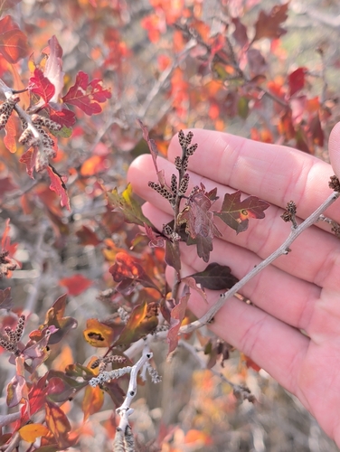 Rhus trilobata observed 2026-10-24