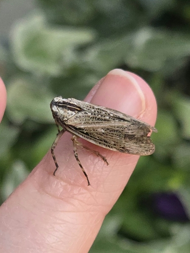 Striated Lanternfly