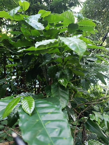 Coffea arabica observed 2026-10-24