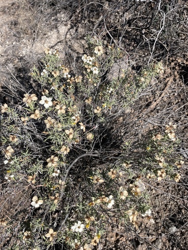 desert zinnia
