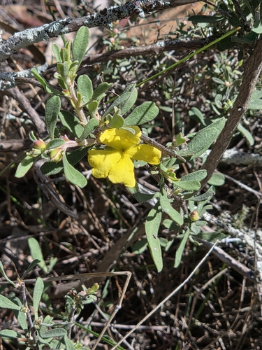Hibbertia obtusifolia observed 2026-10-24