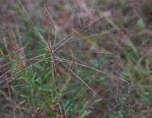 Gymnopogon brevifolius, 2026-09-29