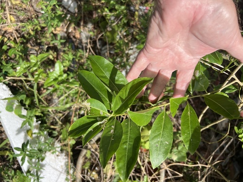 Cestrum diurnum observed 2026-10-24
