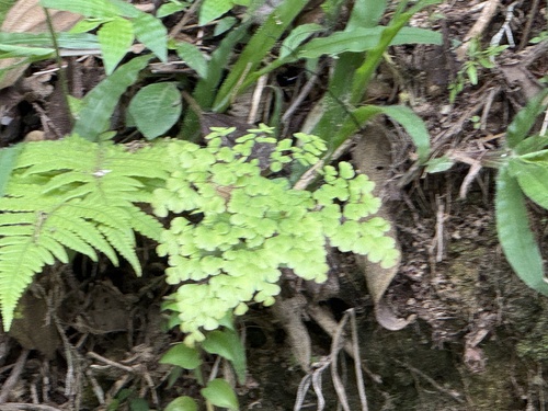 Adiantum aethiopicum observed 2026-10-24