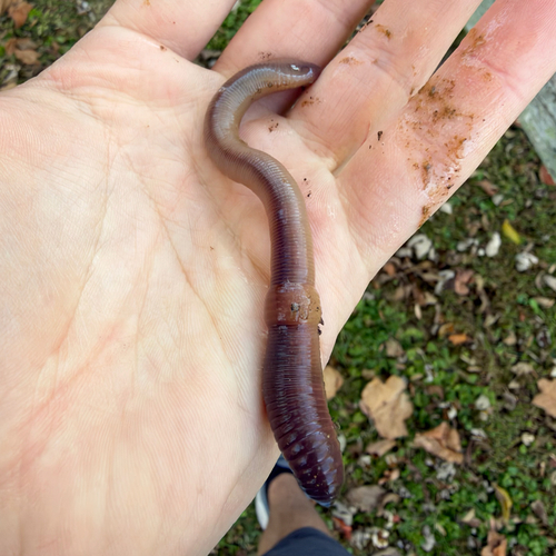 Allolobophora observed 2026-10-24