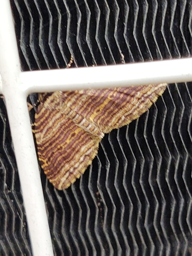 Many-lined Carpet Moth photo 4