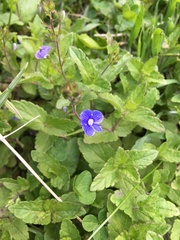 Veronica chamaedrys
