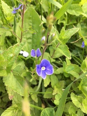 Veronica chamaedrys