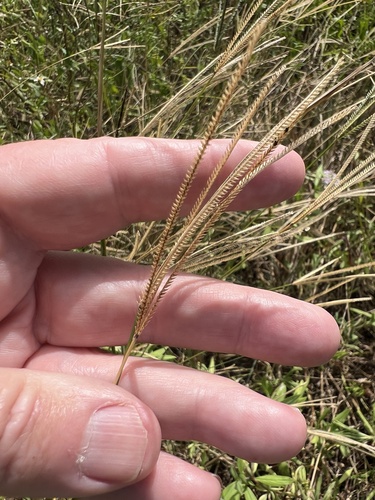 Eustachys petraea observed 2026-10-24