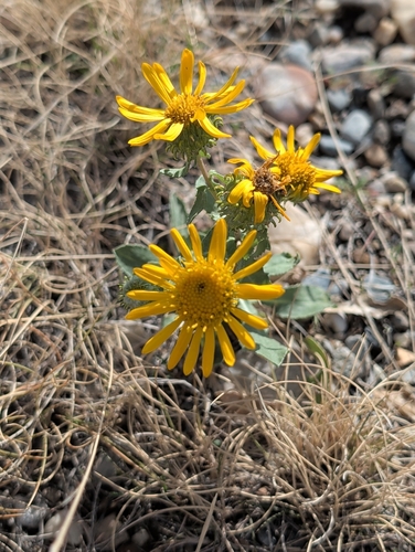 Grindelia squarrosa, 2026-10-24