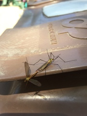 Nephrotoma flavescens