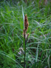 Carex acutiformis