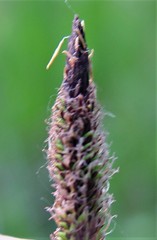 Carex acutiformis